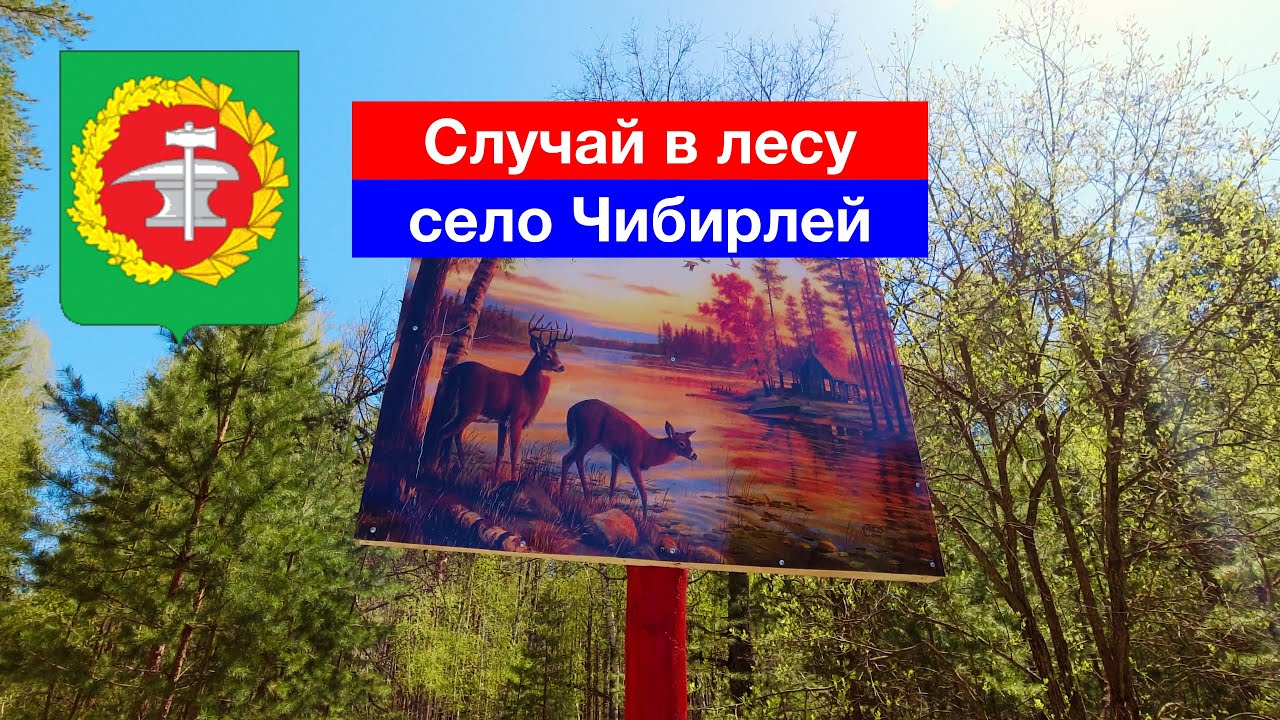 Случай в лесу (с. Чибирлей, 8.05.2022)