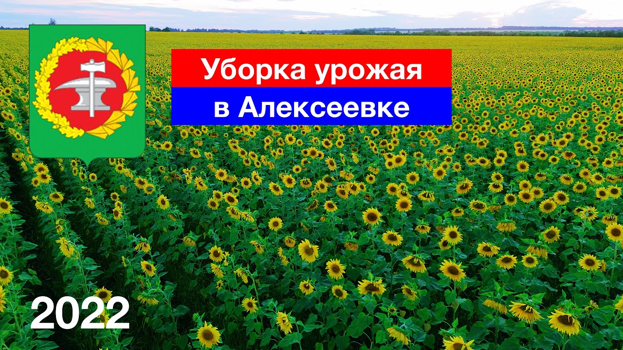 Уборка урожая в Алексеевке (14.08.2022)