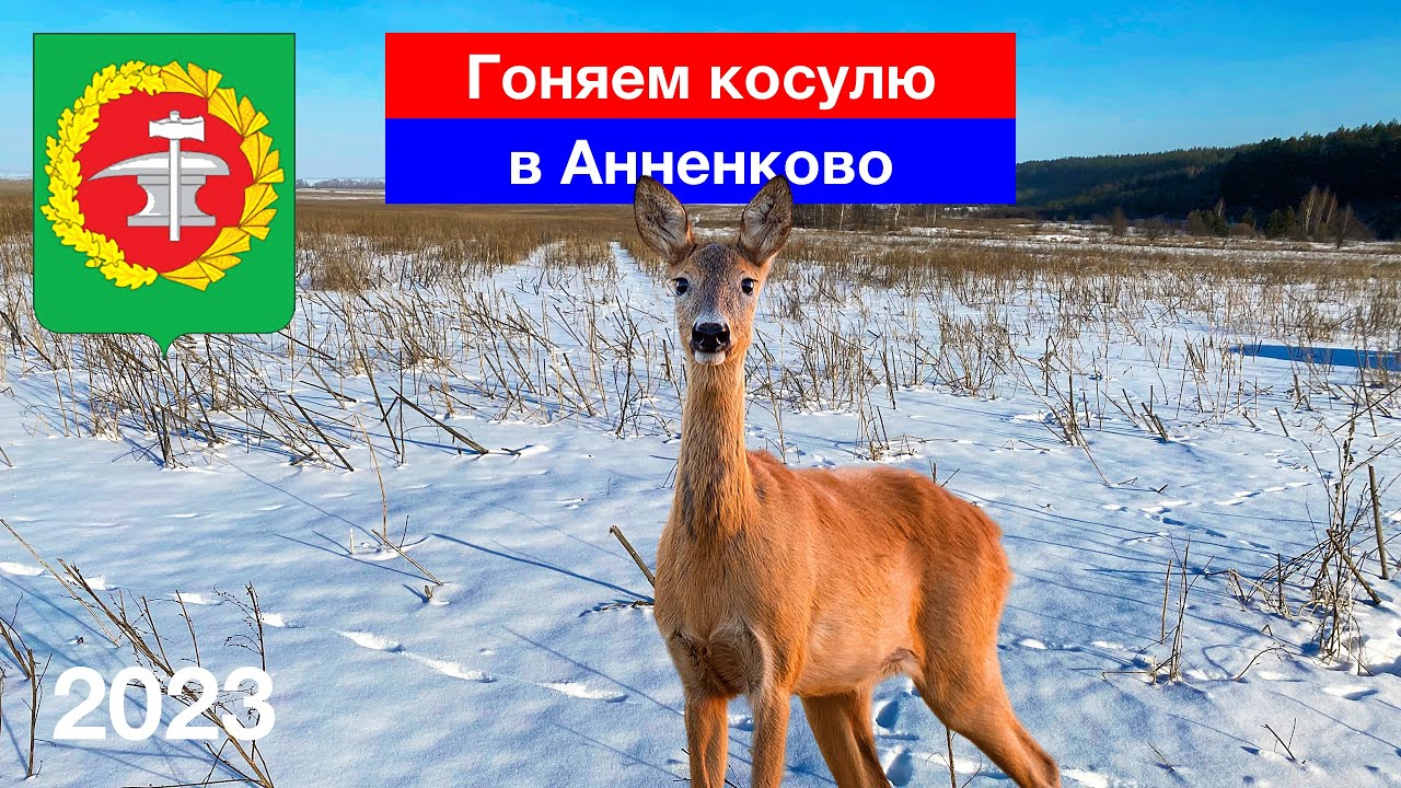 Косуля в Анненково / Зимние просторы / Кузнецкий район (14.01.2023)