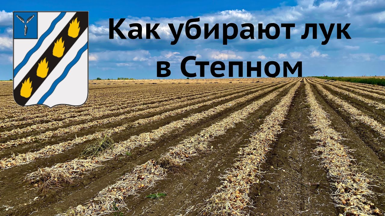 Урожай лука в Степном, часть 4 (23.08.2020)