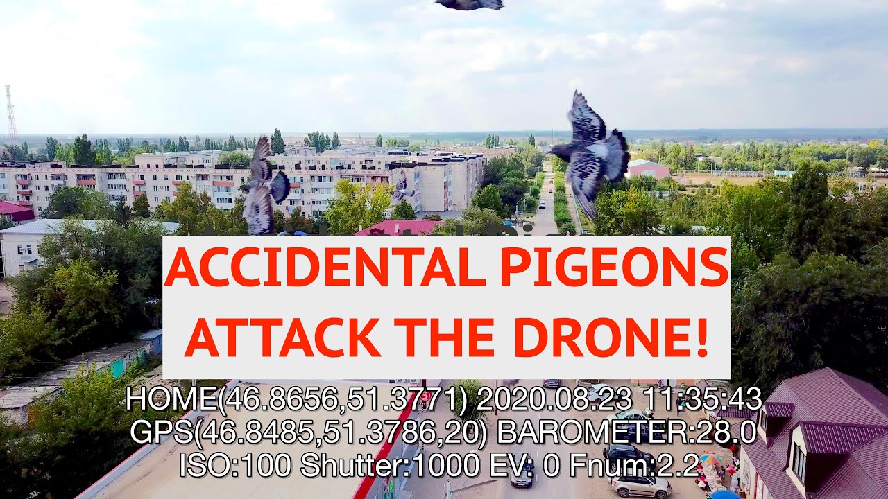 ACCIDENTAL pigeons attack the DRONE! (Russian dronecam)