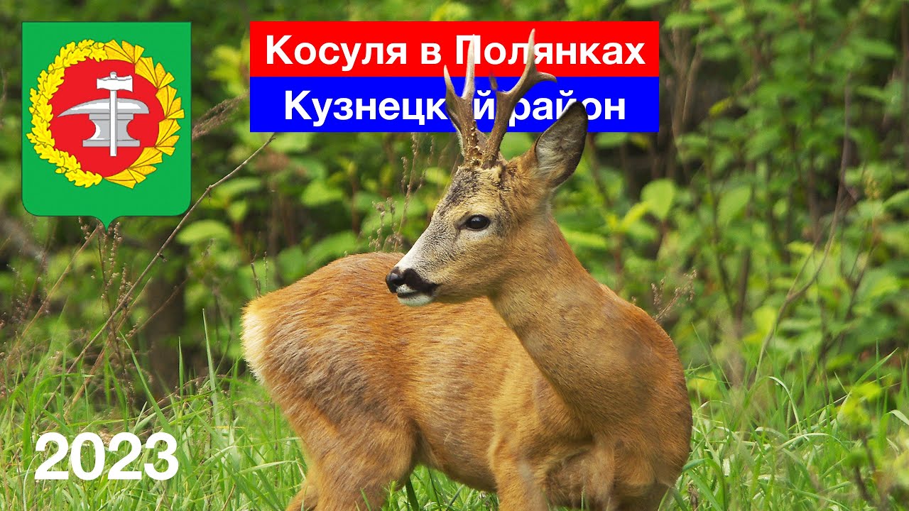 Косуля в урочище Полянки, Кузнецкий район (7.05.2023)
