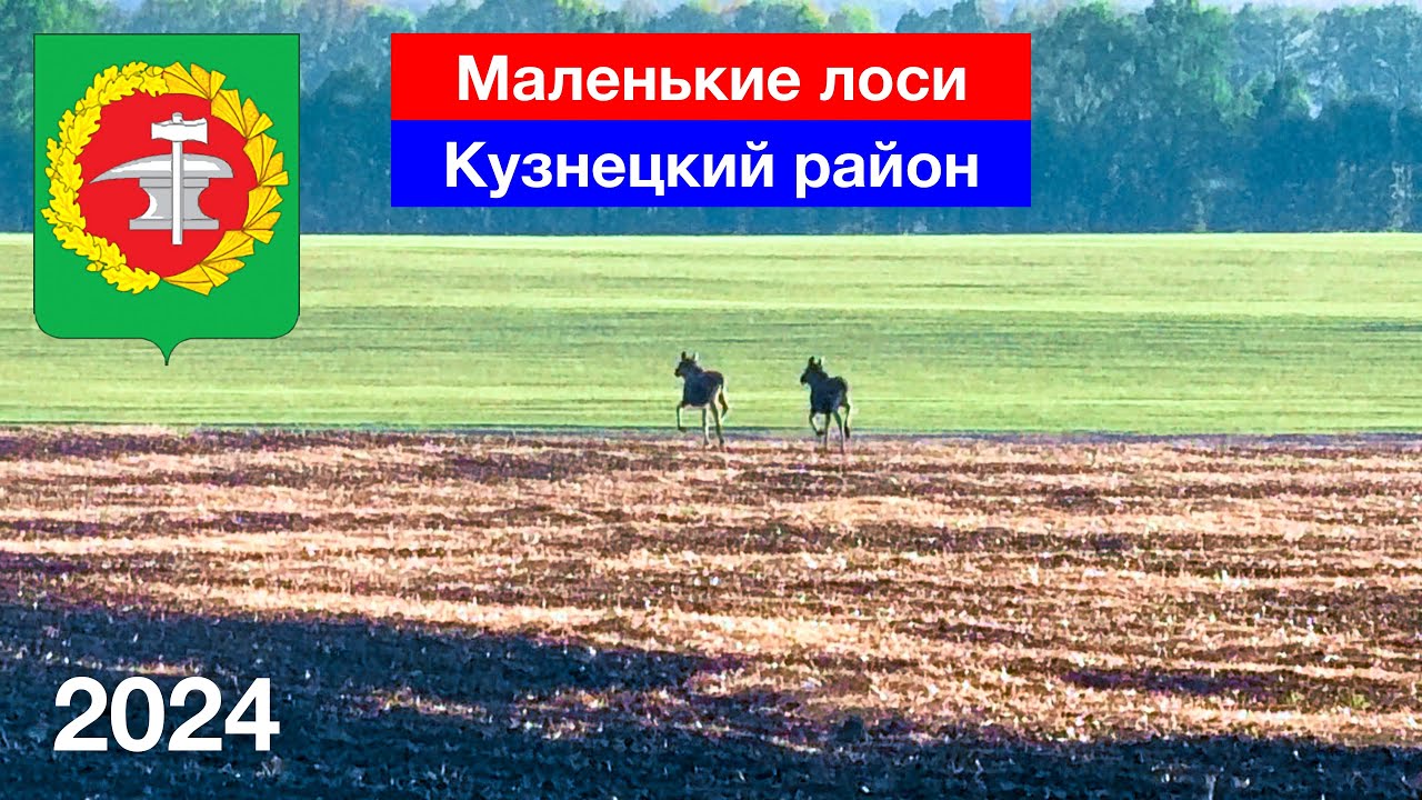 Маленькие лосята скачут по полям в Кузнецком районе (9.05.2024)